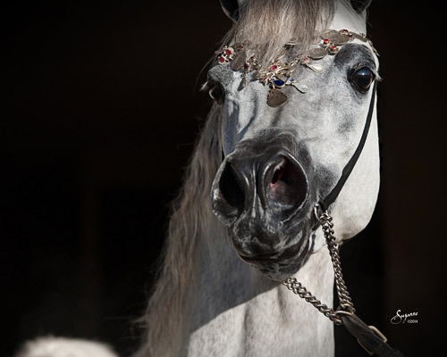 Kamal Ibn Adeed ( Al Adeed Al Shaqab x NF Bint Sajha ) 